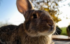 Desktop image. Animals. ID:65250