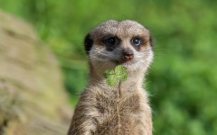 Desktop image. Animals. ID:65251