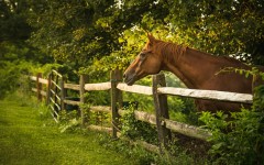 Desktop image. Animals. ID:65252