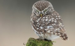 Desktop image. Animals. ID:65254