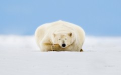 Desktop image. Animals. ID:65255