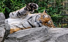 Desktop image. Animals. ID:65256