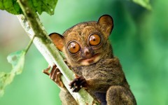 Desktop image. Animals. ID:65257