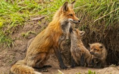 Desktop image. Animals. ID:65258