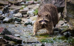 Desktop image. Animals. ID:65260