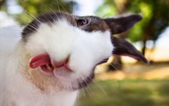 Desktop image. Animals. ID:65261