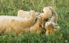 Desktop image. Animals. ID:65262