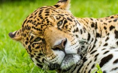 Desktop image. Animals. ID:65263