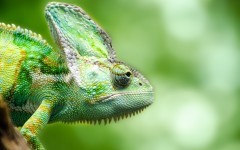 Desktop image. Animals. ID:65264