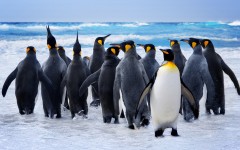 Desktop image. Animals. ID:65265