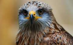 Desktop image. Animals. ID:65593