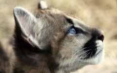 Desktop image. Animals. ID:65266