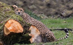 Desktop image. Animals. ID:65269