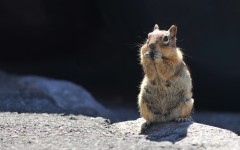 Desktop image. Animals. ID:65270