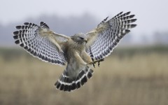 Desktop image. Animals. ID:65272