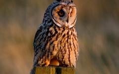 Desktop image. Animals. ID:65275
