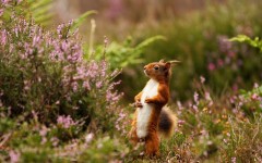 Desktop image. Animals. ID:65276