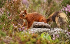 Desktop image. Animals. ID:65277