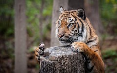 Desktop image. Animals. ID:65278