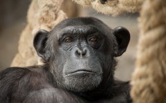 Desktop image. Animals. ID:65279