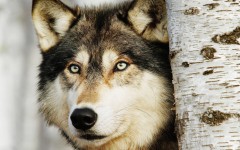 Desktop image. Animals. ID:65280