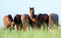 Desktop image. Animals. ID:65282