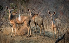 Desktop image. Animals. ID:65283