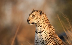 Desktop image. Animals. ID:65284