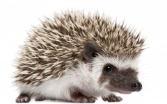 Desktop image. Animals. ID:65285