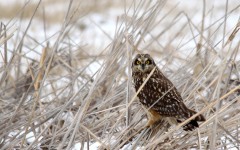 Desktop image. Animals. ID:65287