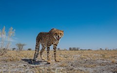 Desktop image. Animals. ID:65288