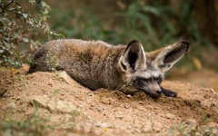 Desktop image. Animals. ID:65289