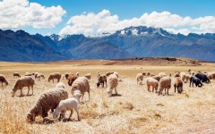 Desktop image. Animals. ID:65290
