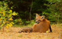 Desktop image. Animals. ID:65291