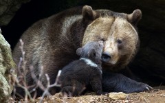 Desktop image. Animals. ID:65292