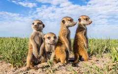 Desktop image. Animals. ID:65293