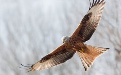 Desktop image. Animals. ID:65294