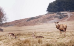 Desktop image. Animals. ID:65296