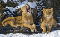 Desktop image. Animals. ID:65298