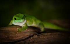 Desktop image. Animals. ID:65299
