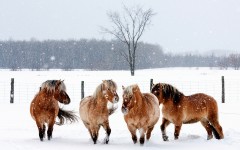 Desktop image. Animals. ID:65300