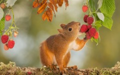Desktop image. Animals. ID:65301