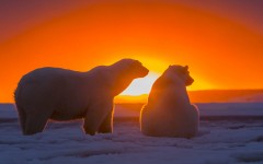 Desktop image. Animals. ID:65302