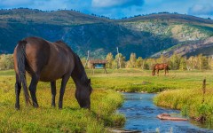 Desktop image. Animals. ID:65303