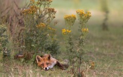 Desktop image. Animals. ID:65304