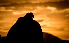 Desktop image. Animals. ID:65305
