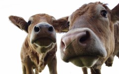 Desktop image. Animals. ID:65306