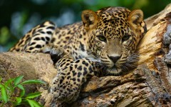 Desktop image. Animals. ID:65307