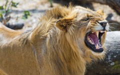 Desktop image. Animals. ID:65308