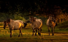 Desktop image. Animals. ID:65309